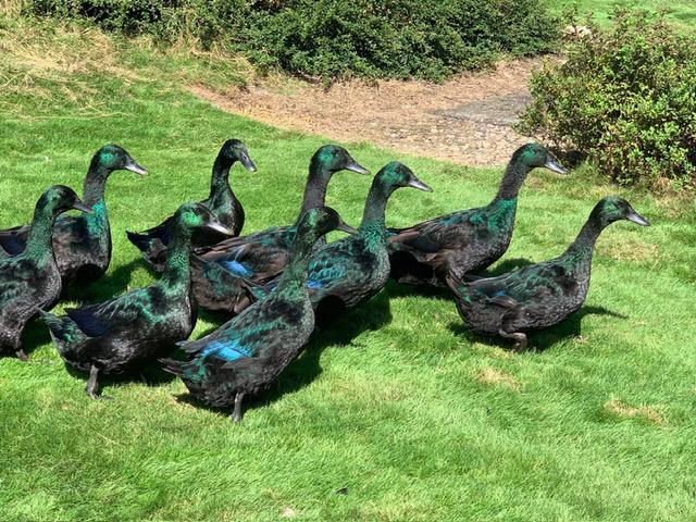 Cayuga eenden, Dieren en Toebehoren, Pluimvee, Eend, Meerdere dieren