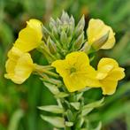 Zaden grote teunisbloem (Oenothera glazioviana), Ophalen of Verzenden, Voorjaar, Volle zon, Zaad