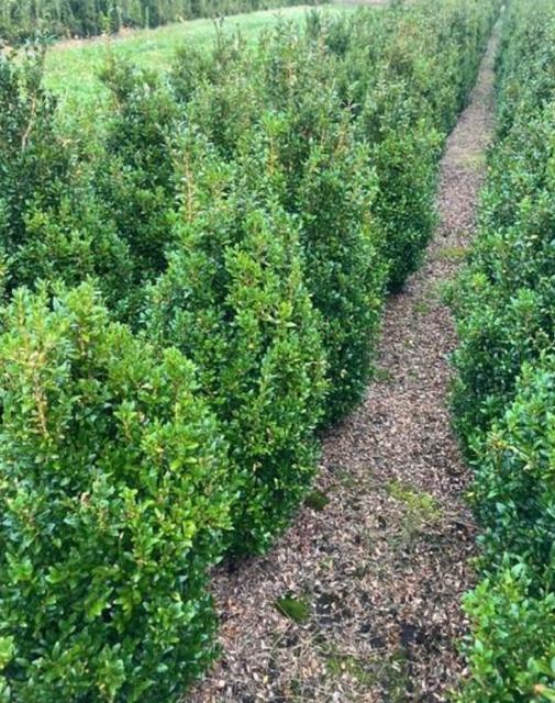 Volle Buxus struiken voor wolkendek, Tuin en Terras, Planten | Struiken en Hagen, Ophalen, Buxus, Struik, Minder dan 100 cm