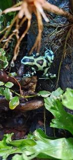 Dendrobates auratus Costa Rica trio, Dieren en Toebehoren, Reptielen en Amfibieën, Slang
