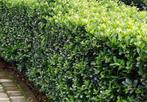 Ilex Crenata Caroline Upright - ideale buxusvervanger, Tuin en Terras, Planten | Struiken en Hagen, Ophalen of Verzenden, Hulst