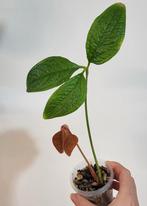Anthurium Arisaemoides, Huis en Inrichting, Kamerplanten, Ophalen of Verzenden, Halfschaduw, Minder dan 100 cm