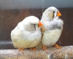 Zebravinken (1-1), Dieren en Toebehoren, Meerdere dieren, Tropenvogel