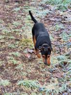 Black and Tan boerenfox dekreu / reu, Dieren en Toebehoren, Rabiës (hondsdolheid), Reu, Eén hond, Nederland