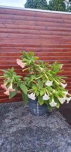 Brugmansia stekken, Ophalen, Overige soorten, Volle zon