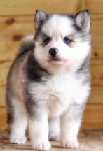 Mooie pomsky pups, Dieren en Toebehoren, Rabiës (hondsdolheid), Overige rassen, 8 tot 15 weken, Meerdere