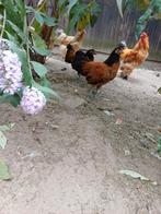 3 hanen te koop, Dieren en Toebehoren, Pluimvee, Mannelijk, Kip