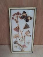 Vintage vlinder taxadermie en droogbloemen ingelijst, Minder dan 50 cm, Ophalen of Verzenden, Zo goed als nieuw, Schilderij