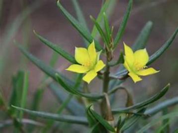 Talinum caffrum caudex bol knol succulent beschikbaar voor biedingen