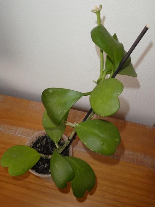 Hoya Kerrii plant., Huis en Inrichting, Kamerplanten, Overige soorten, Minder dan 100 cm, Groene kamerplant, Volledige schaduw