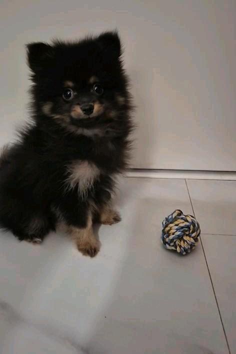 Prachtige pomchi / pomeriaan pup, Dieren en Toebehoren, Honden | Chihuahua's en Gezelschapshonden, Reu, Chihuahua, Particulier