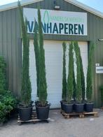 Cupressus semp. Blue Sky 300-325 cm, 250 tot 400 cm, Zuilboom, Ophalen, Volle zon