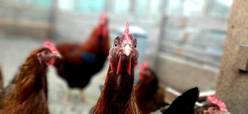 Jonge hennen te koop diverse rassen, Dieren en Toebehoren, Pluimvee, Kip, Vrouwelijk