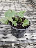 Lage Campanula, klokjesbloem lila, Ophalen, Vaste plant, Overige soorten, Volle zon