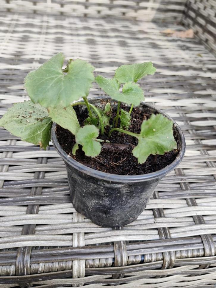 Lage Campanula, klokjesbloem lila, Tuin en Terras, Planten | Tuinplanten, Vaste plant, Overige soorten, Volle zon, Ophalen