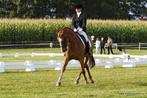 Gediplomeerd dressuur instructrice Twente