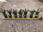 Ilex 'Caroline Upright'. DE Buxusvervanger!! Vanaf € 1,69, Ophalen, Buxus, Haag, Minder dan 100 cm