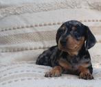 Dwerg teckel pups, mogen het nestje verlaten, CDV (hondenziekte), 8 tot 15 weken, Korthaar, Dwerg