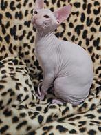 Sphynx cats! .Rubber skin, Ontwormd