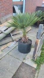 Palm op pot, Tuin en Terras, Volle zon, Vaste plant, Bloeit niet, Ophalen