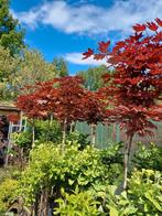 Rode bol Esdoorn (Acer Crimson Centry), Ophalen, Bloeit niet, Halfschaduw, Overige soorten