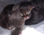 miancoon kittens., Dieren en Toebehoren, Meerdere dieren, Ontwormd