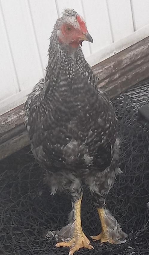Koppel grote groenleggers, Dieren en Toebehoren, Pluimvee, Kalkoen, Meerdere dieren