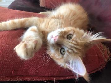 Mooie Maincoon katertje. Van 875 voor € 700