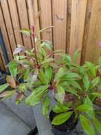 Photinia 'Red Robin-Glansmispel- 80-90 cm - 5 liter pot, Ophalen, Vaste plant, Overige soorten, Halfschaduw
