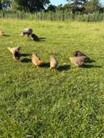 Te koop jonge Wyandotte krielhennen van 2025, Dieren en Toebehoren, Vrouwelijk, Kip