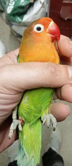 Prachtige piep jonge agapornis fisheri lovebirds wk, Dieren en Toebehoren, Vogels | Parkieten en Papegaaien, Meerdere dieren, Dwergpapegaai of Agapornis