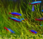 Vele soorten scholenvissen, ook voor de kleinere aquaria, Vis