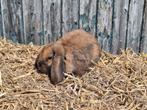 Nederlandse hangoor dwerg Madagascar, Dieren en Toebehoren, Mannelijk, Dwerg, Hangoor