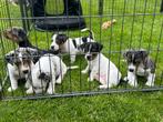 Prachtige Jack Russell pups te koop, Dieren en Toebehoren, Honden | Jack Russells en Terriërs, Rabiës (hondsdolheid), Jack Russell Terriër