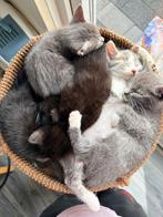 Kittens, Dieren en Toebehoren, Katten en Kittens | Overige Katten, Meerdere dieren