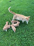 Boerderijkittens, Meerdere dieren, Ontwormd, 0 tot 2 jaar