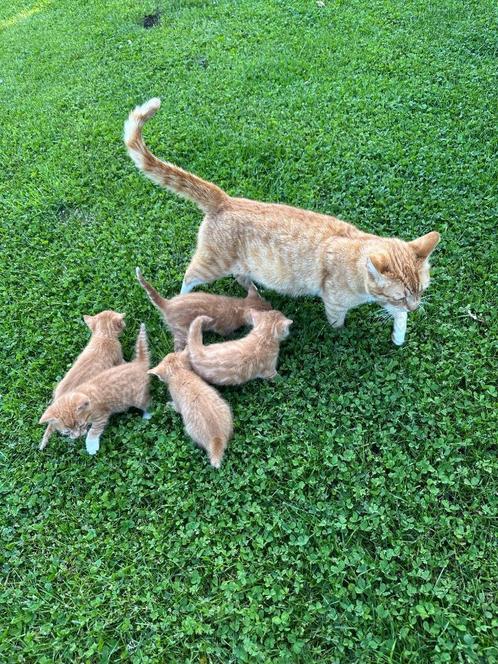 Boerderijkittens, Dieren en Toebehoren, Katten en Kittens | Raskatten | Korthaar, Meerdere dieren, 0 tot 2 jaar, Ontwormd