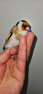 WK Majoor putter man 2025, Dieren en Toebehoren, Vogels | Overige Vogels, Mannelijk, Wildzangvogel, Geringd