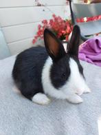 Jonge Hollander konijntjes, Dieren en Toebehoren, Meerdere dieren, Middelgroot, 0 tot 2 jaar