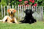 Nestaankondiging, Dieren en Toebehoren, Honden | Retrievers, Spaniëls en Waterhonden, CDV (hondenziekte), Labrador retriever, Meerdere