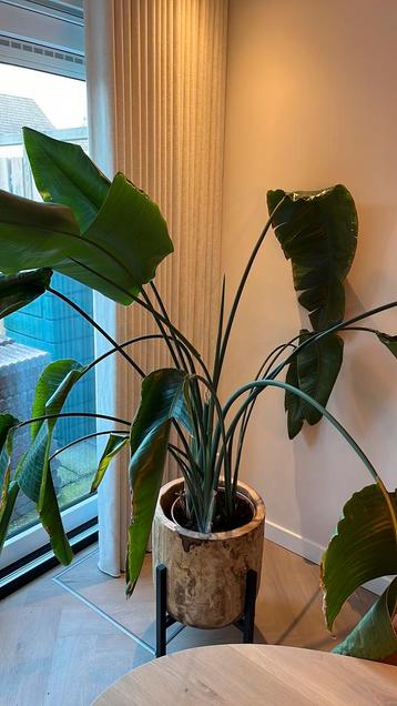 Strelitzia 150 cm zonder pot beschikbaar voor biedingen