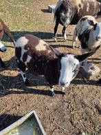 Jonge schapen, Dieren en Toebehoren, Schapen, Geiten en Varkens, Mannelijk, Schaap