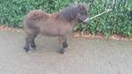 Shetland pony   merrie, Dieren en Toebehoren, Merrie