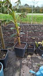 Bananen boom, Ophalen, Lente