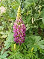 Lupine minarette mix, Ophalen of Verzenden, Zaad