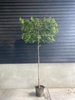 Lei amberboom | Liquidambar Styraciflua, Tuin en Terras, Planten | Bomen, Overige soorten, Herfst, Ophalen