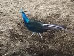 Pauwen, Dieren en Toebehoren, Pluimvee, Meerdere dieren