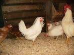 Jonge leghennen, legkippen bruin & wit, Dieren en Toebehoren, Pluimvee, Vrouwelijk, Kip