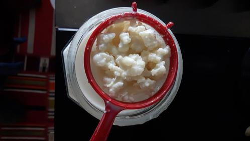 50 gram biologische melkkefirkorrels, Diversen, Levensmiddelen, Ophalen