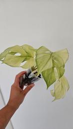 Rhaphidophora tetrasperma super white mint variegata, Huis en Inrichting, Kamerplanten, Ophalen, Overige soorten, Minder dan 100 cm